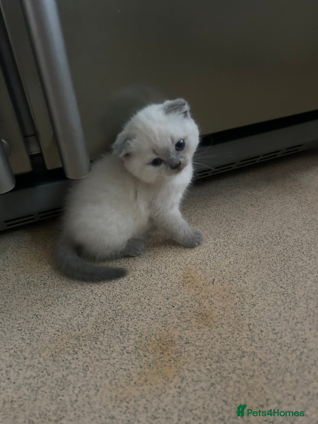 Scottish Fold cats for sale: Scottish fold kittens ready for reservation. - Image 17