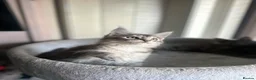 Maine Coon cats for sale: Stunning Maine Coon Litter Of Kittens  - Advert 2