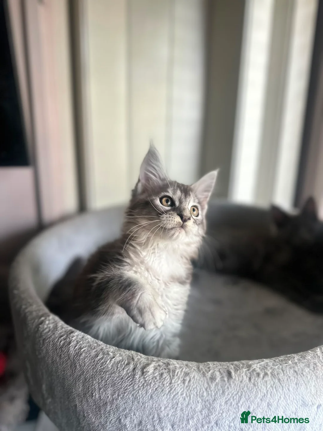 Maine Coon cats for sale: Stunning Maine Coon Litter Of Kittens  - Advert 2
