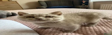 British Shorthair 4