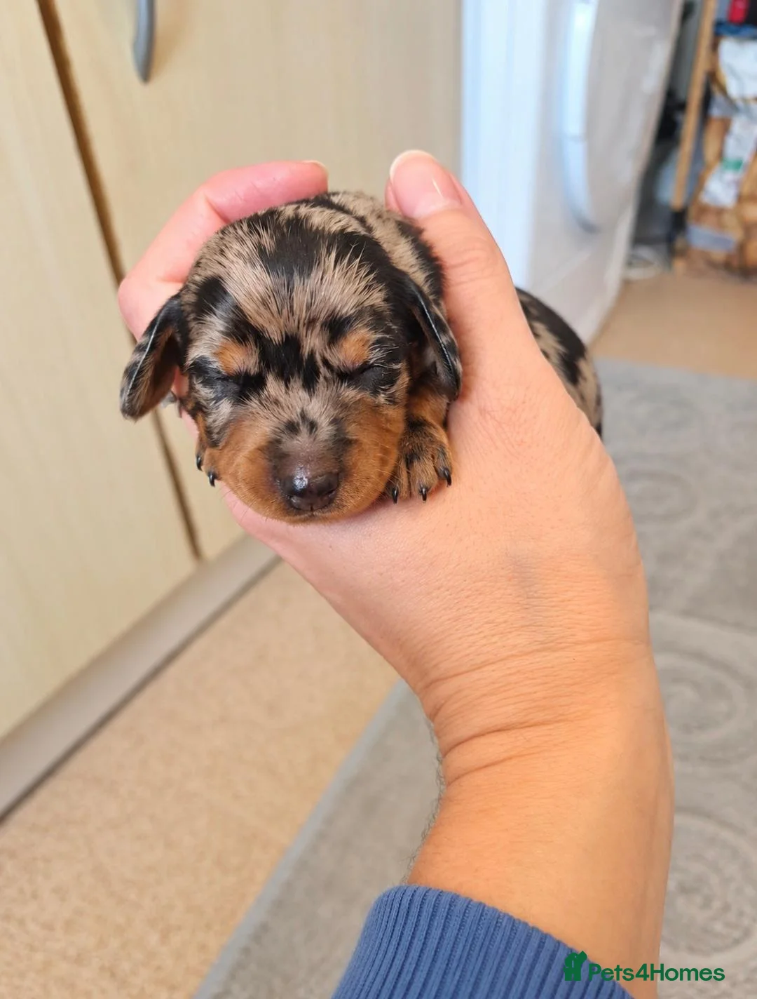 Dachshund dogs for sale: Stunning Dapple & Black Tan Dachshund Puppies - Advert 2