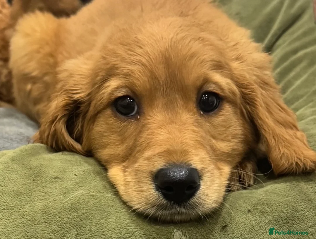 Mini Goldendoodle dogs for sale: Health-checked Happy Fluffy Puppies - Advert 16