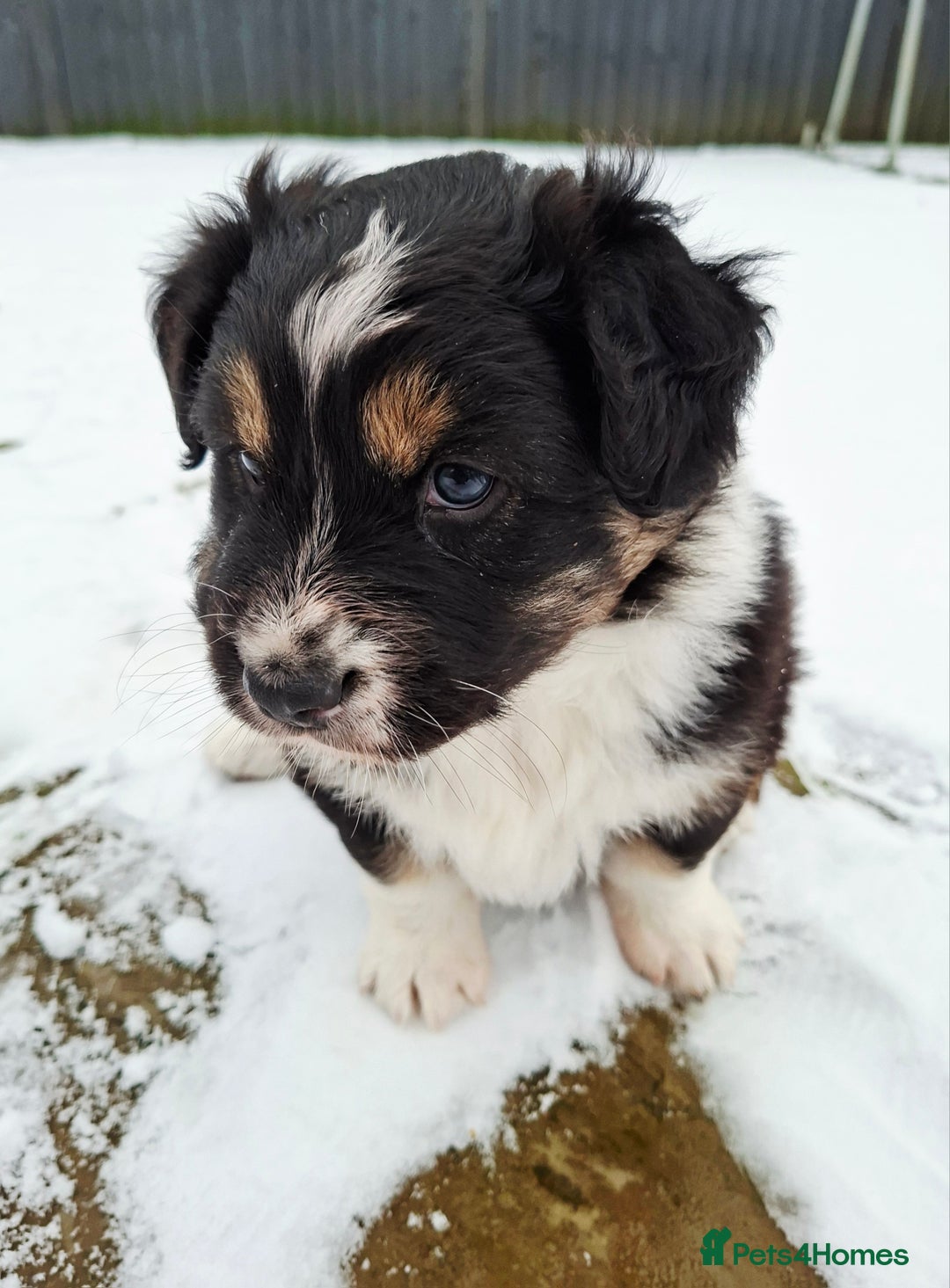 Australian Shepherd dogs for sale: Beautiful Australian Shepherd puppy for sale  - Advert 12