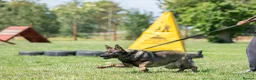 German Shepherd dogs for sale: Top working line KC GSD pups  - Advert 7