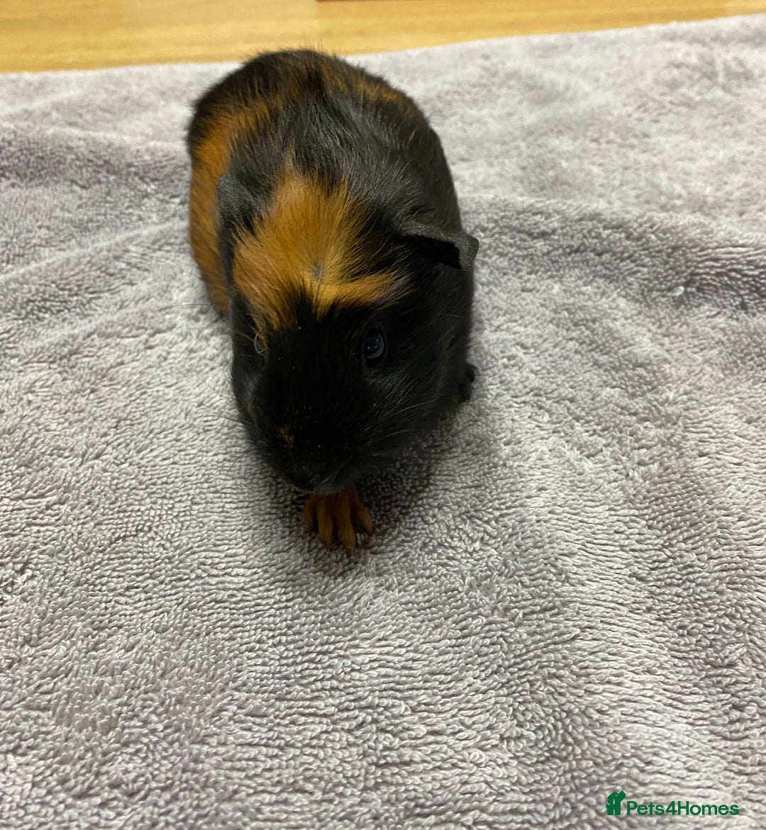 Guinea Pig rodents for sale: Two Tone Crested Female  - Image 2
