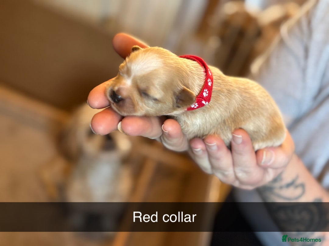 Shih Tzu dogs for sale: 5 beautiful Shih Tzu puppies  - Image 5