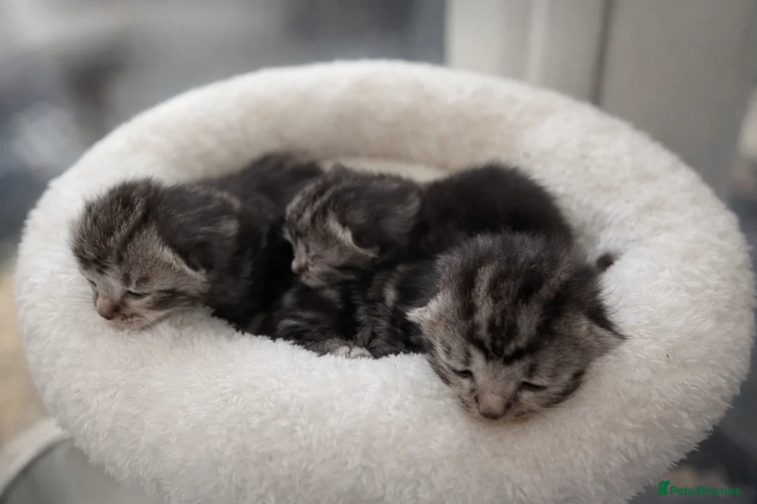 Norwegian Forest Cat cats for sale: 4 little beauties  - Advert 2