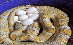 Corn Snake reptiles for sale: Corn snakes  - Image 6