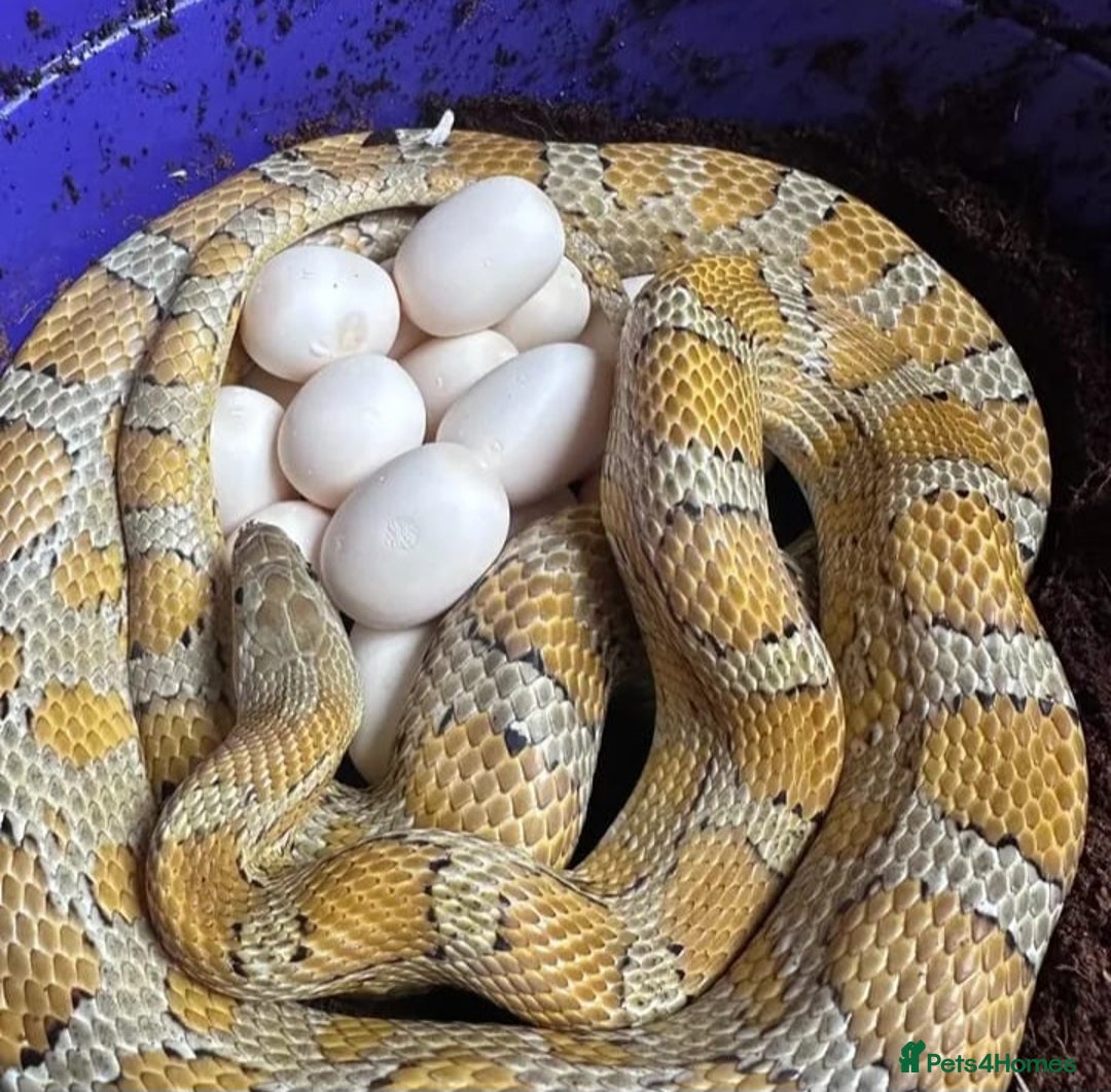 Corn Snake reptiles for sale: Corn snakes  - Image 6