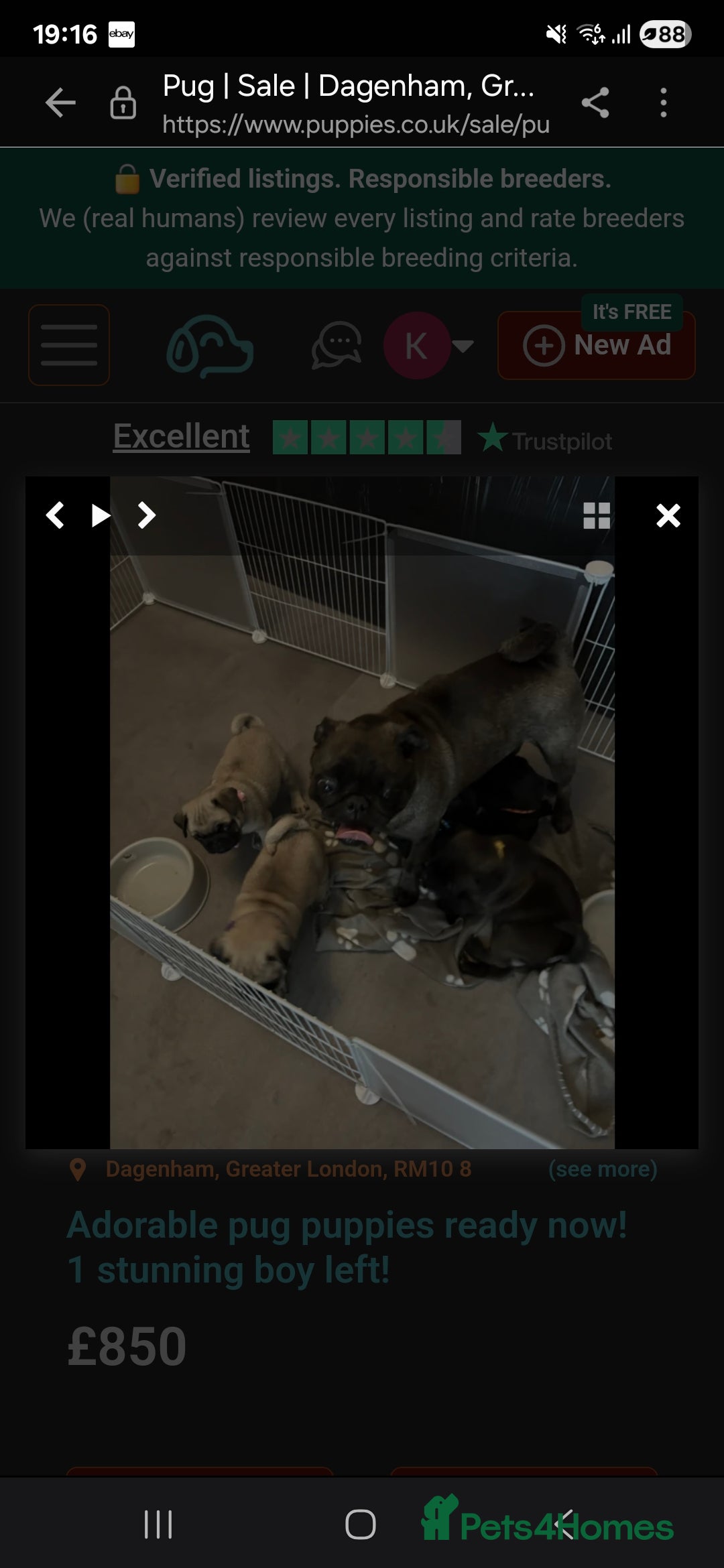 Pug dogs for sale: Puppy pug - Image 2
