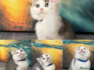 British Shorthair cats BSH tri- colour golden/blue/white kittens TICA - Advert 16