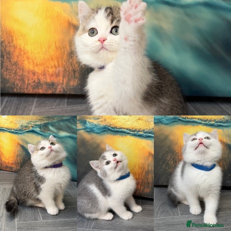 British Shorthair cats BSH tri- colour golden/blue/white kittens TICA - Advert 10