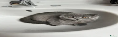 Scottish Fold 5