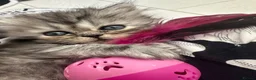 Persian cats for sale: Gorgeous Persian/chinchilla Persian Kittens in Bracknell - Advert 25