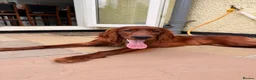 Irish Setter dogs for sale: Irish Setter - 8 months  - Advert 2