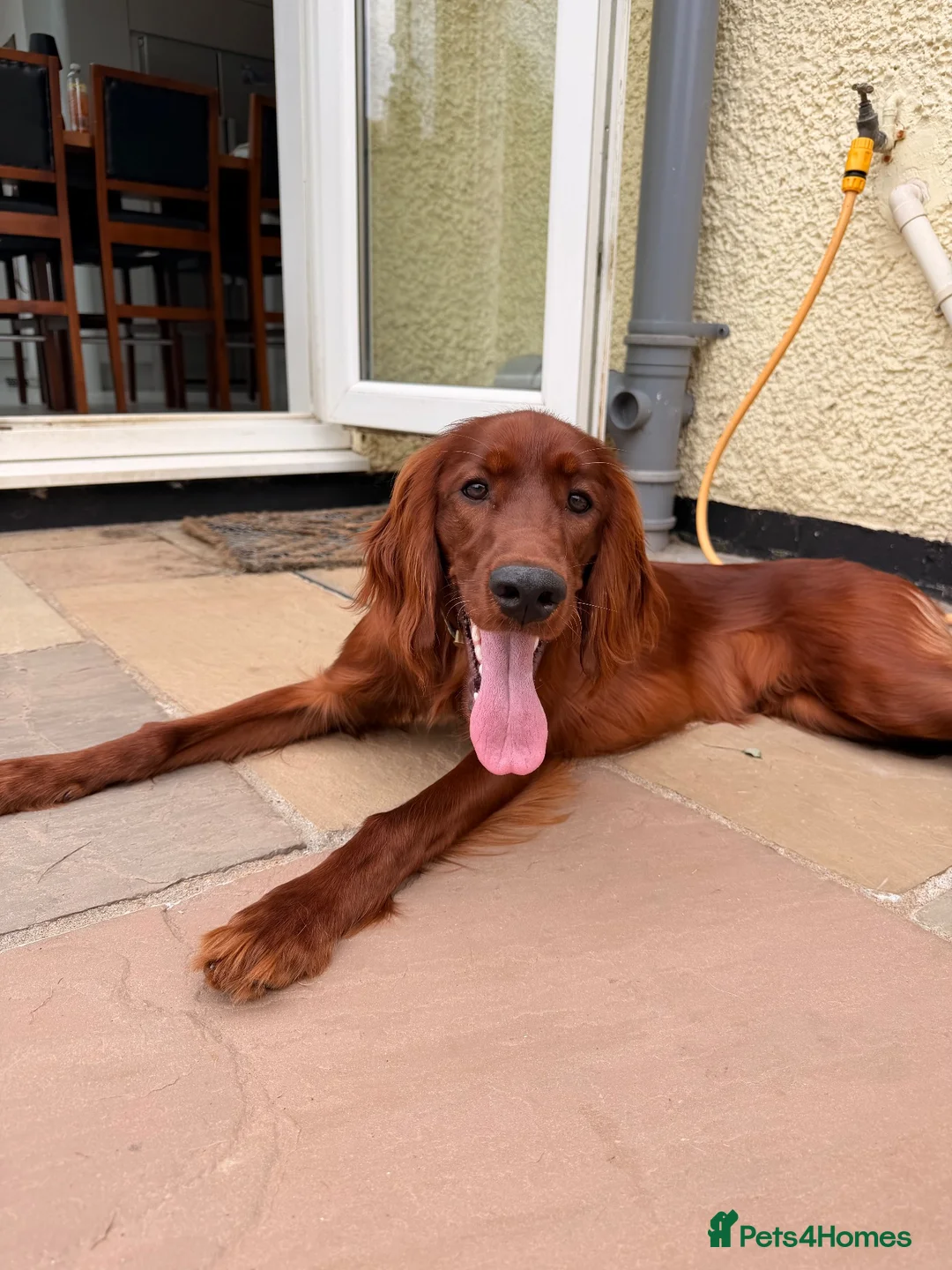 Irish Setter dogs for sale: Irish Setter - 8 months  - Advert 2