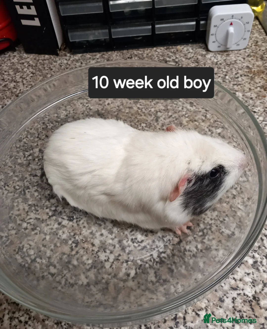 Guinea Pig rodents for sale: Baby boy guinea pigs ready now  - Advert 2