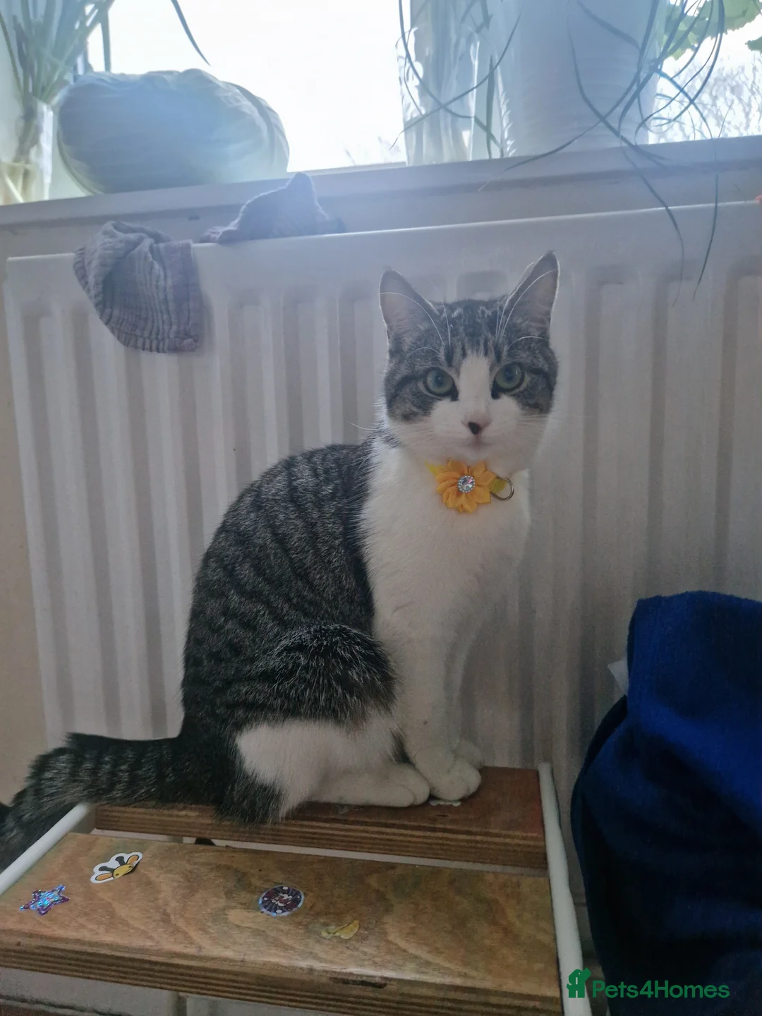 Mixed Breed cats for sale: Kitten  in Bracknell - Advert 12