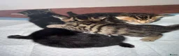 Mixed Breed cats for sale:  Kittens Looking for Loving Homes  - Advert 10