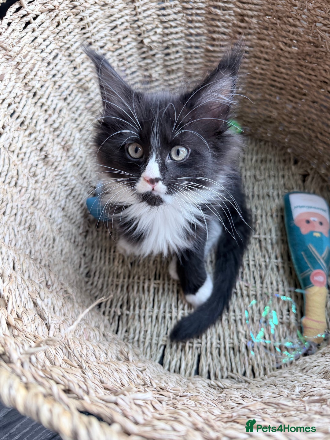 Maine Coon cats for sale: TICA reg adorable Maine Coon baby kittens  - Advert 29