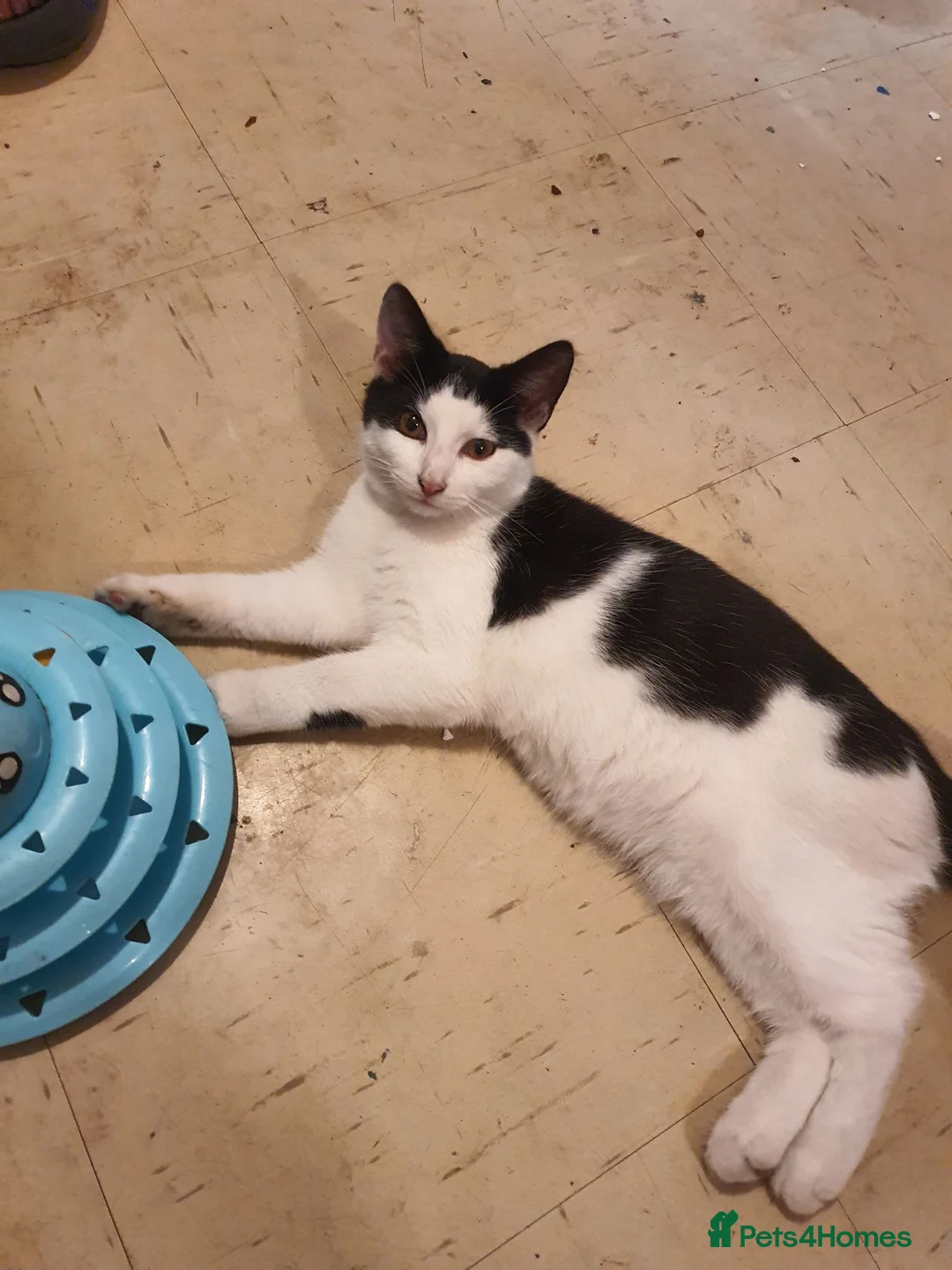 Mixed Breed cats for sale: 2 female, 1 male kitten - Advert 4