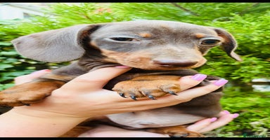 Miniature Dachshund dogs - Advert 1