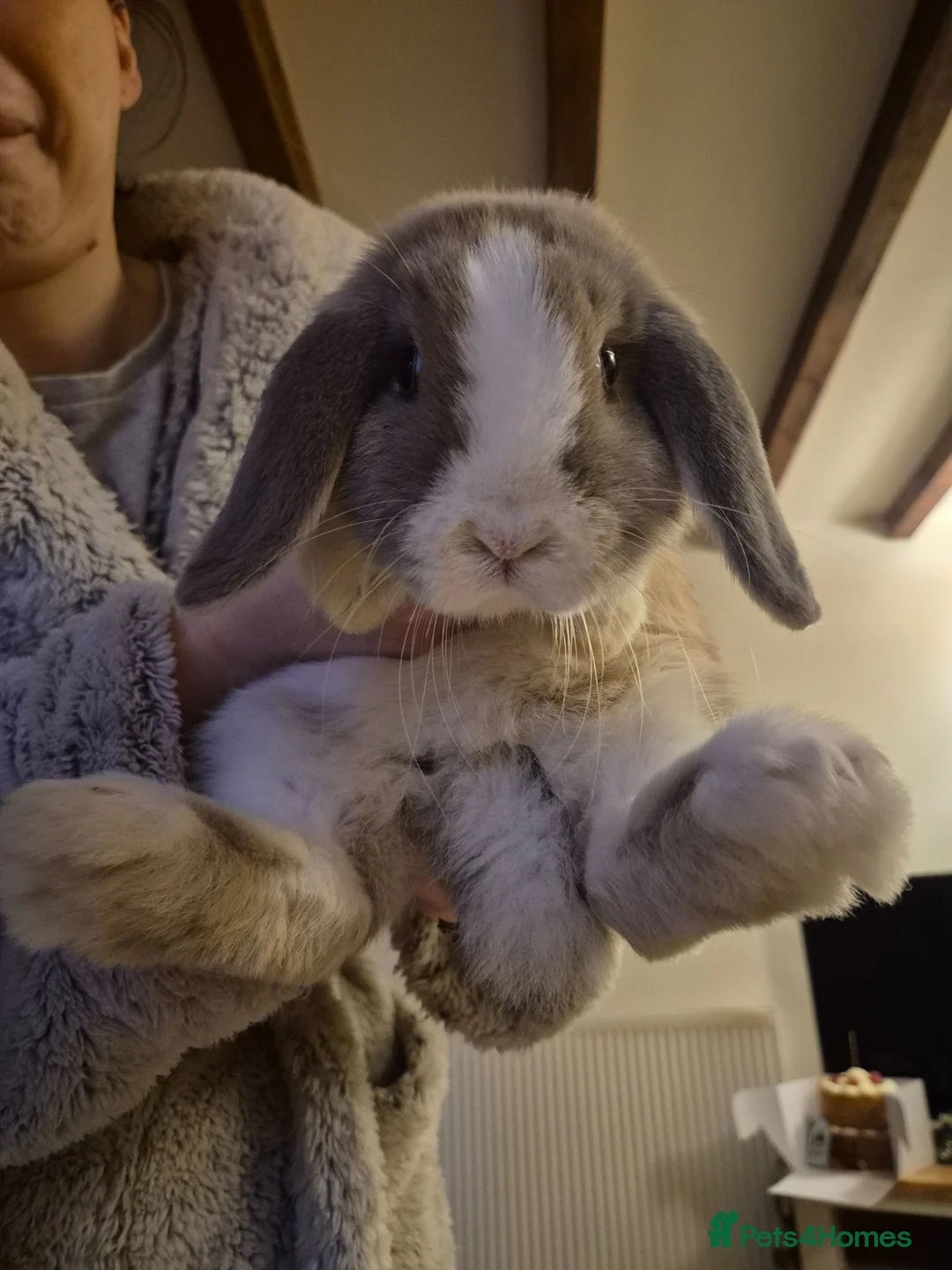 Mini Lop rabbits for sale: Beautiful Bella  - Advert 3