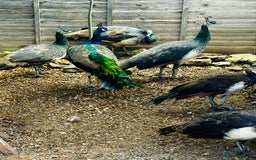 Peafowl poultry for sale: Beautiful Adult Peafowl READY NOW FOR NEW 🏡s - Image 1