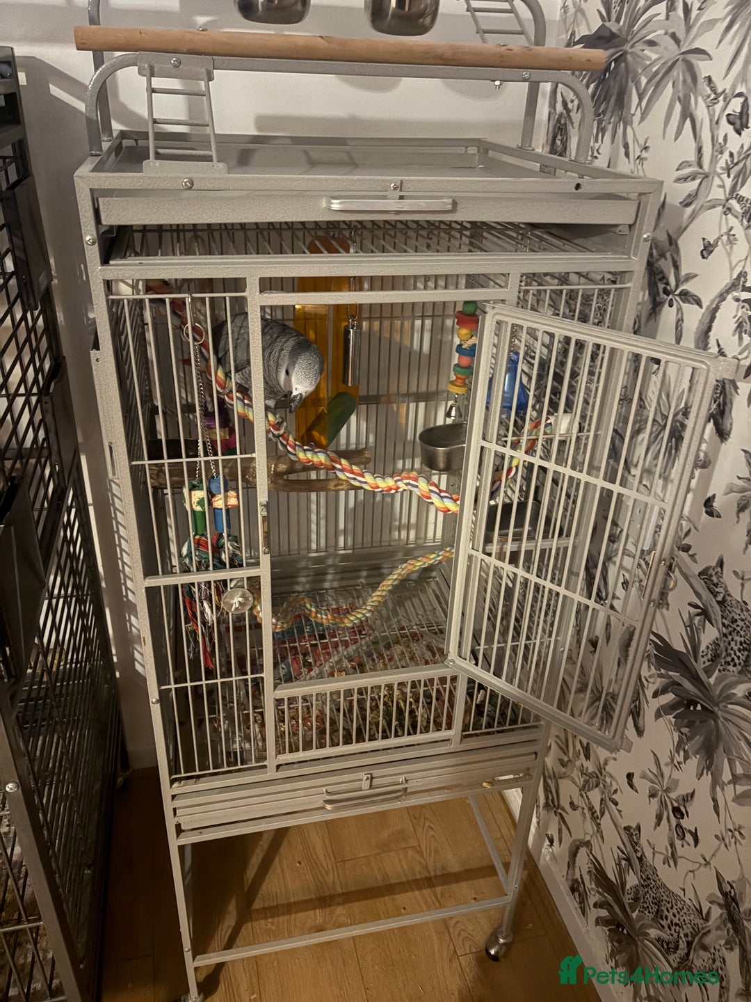 Parrots birds for sale: Semi Tame African Grey - Image 9
