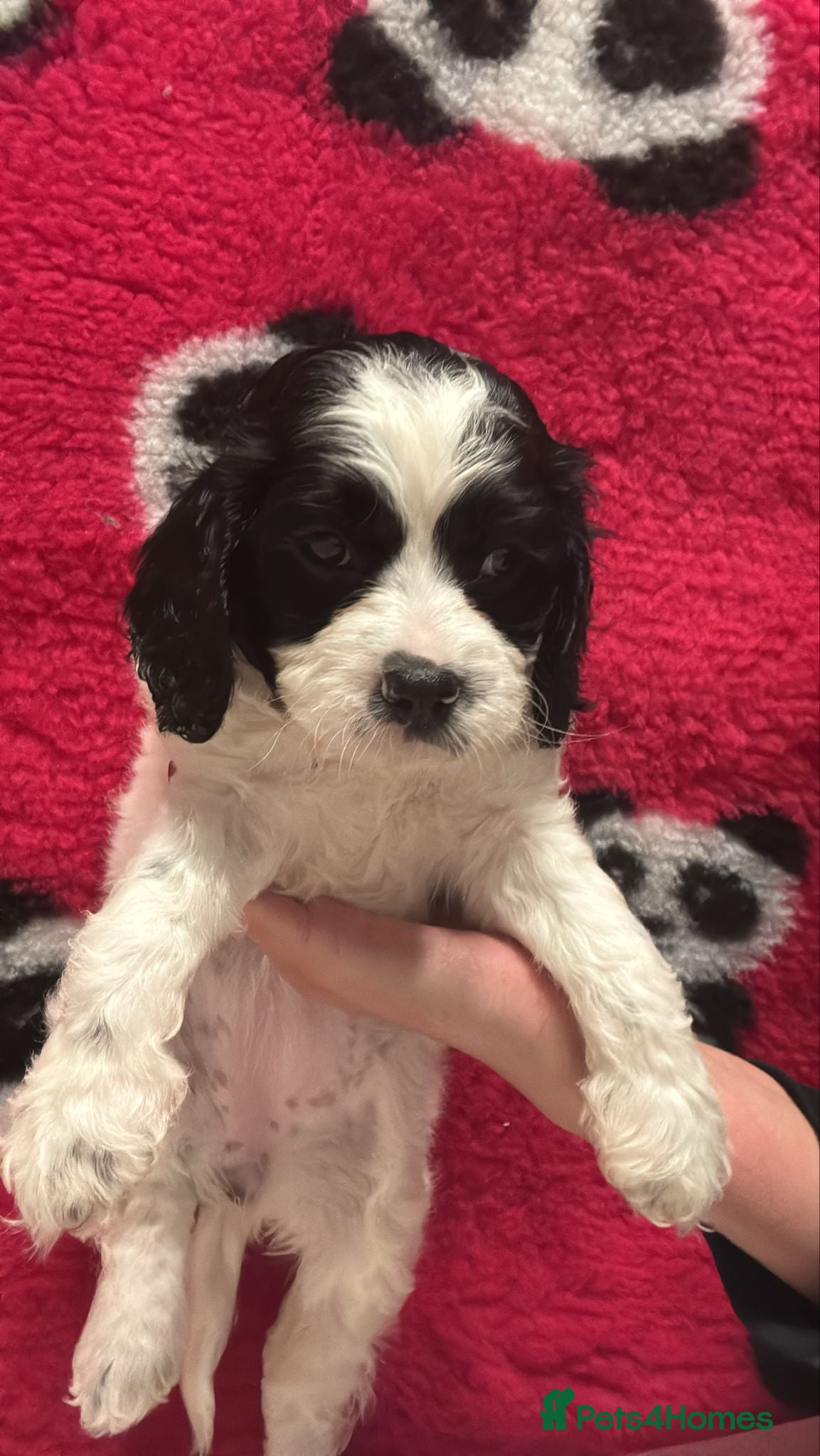 Cavapoo dogs Beautiful Parti ( black and white ) cavapoos  - Advert 1