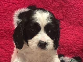 Cavapoo dogs Beautiful Parti ( black and white ) cavapoos - Advert 1