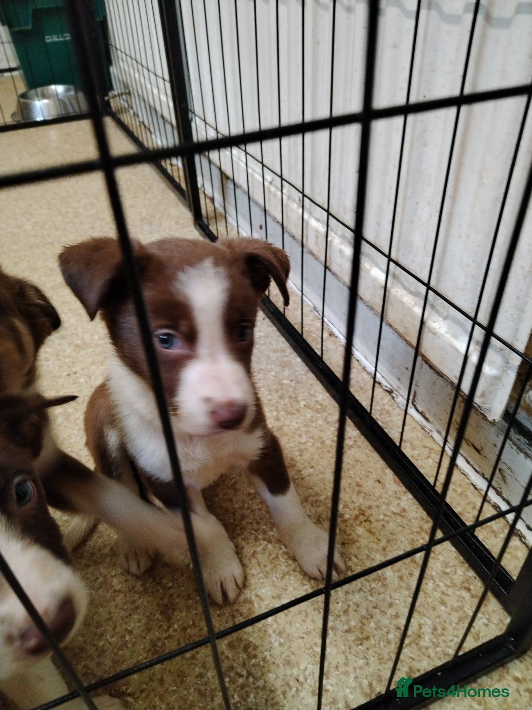 Welsh Collie dogs for sale: Tri colour Welsh collies  - Image 6