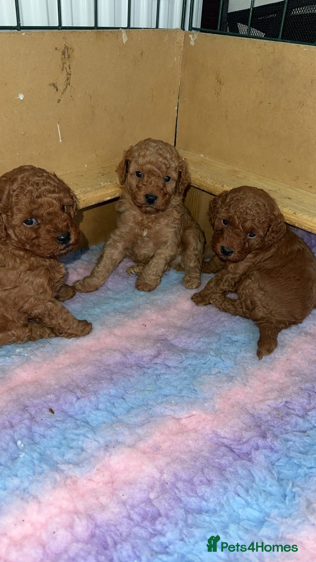 Cockapoo dogs for sale: Boy miniature cockapoo - Advert 4