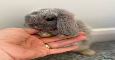 Mini Lop rabbits - Advert 2