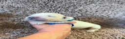 Golden Retriever dogs for sale: Golden Retriever Pups - Gorgeous  - Advert 7