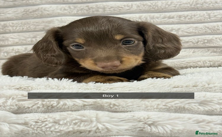 Miniature Dachshund dogs - Advert 4