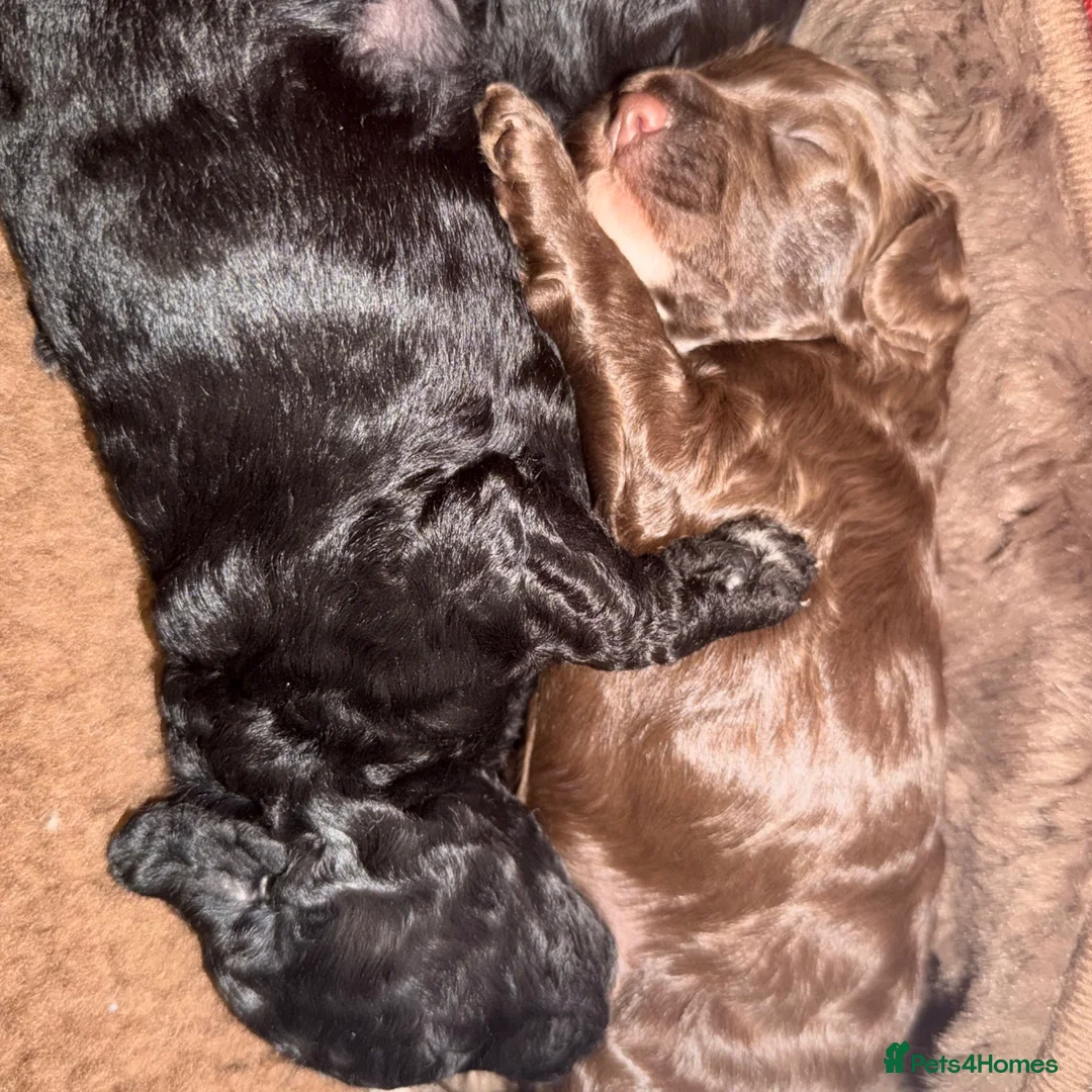 Cockapoo dogs for sale: F2B Cockapoo puppies Health-tested Pedigree lines  - Advert 1