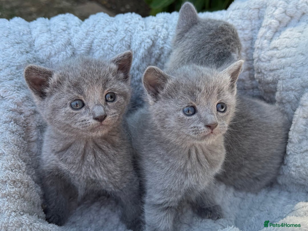 Russian Blue cats for sale: Pure Russian Blue Kittens - Image 12