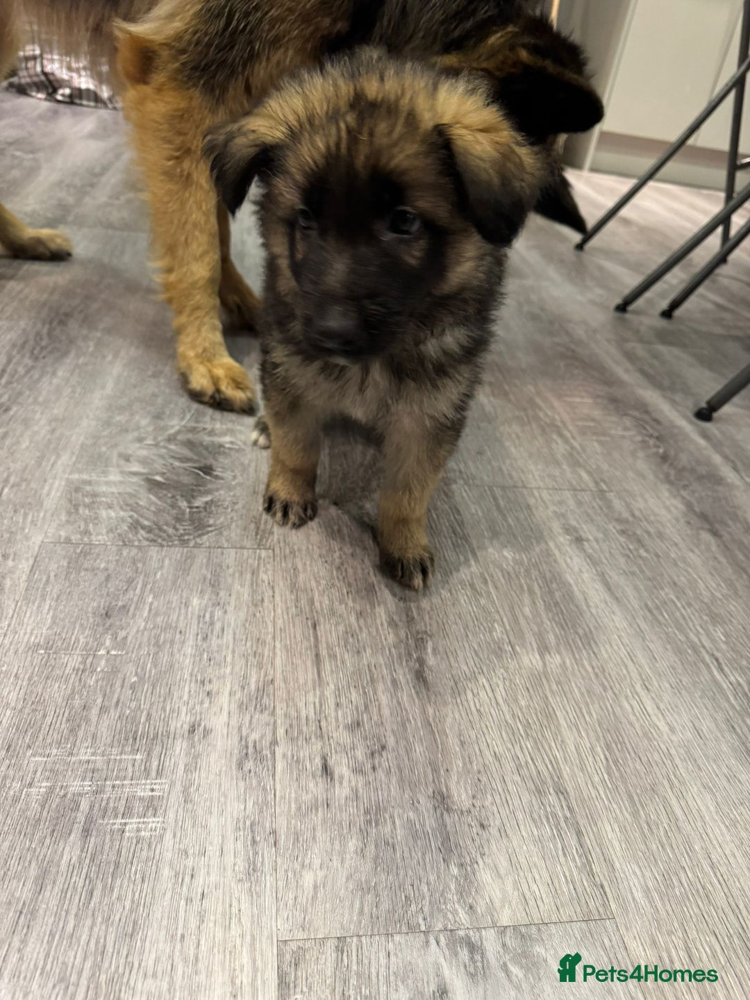 German Shepherd dogs for sale: german shepherd puppies full pedigree  - Advert 20