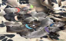Staffordshire Bull Terrier dogs for sale: Blue staffy pups (mum is champion bred kc) - Image 13