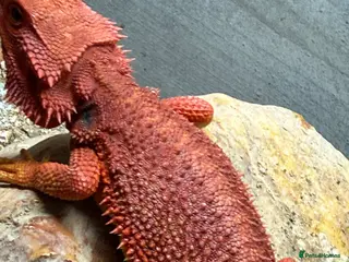 Bearded Dragon reptiles Bearded Dragons Red Monsters juvenile - Advert 3