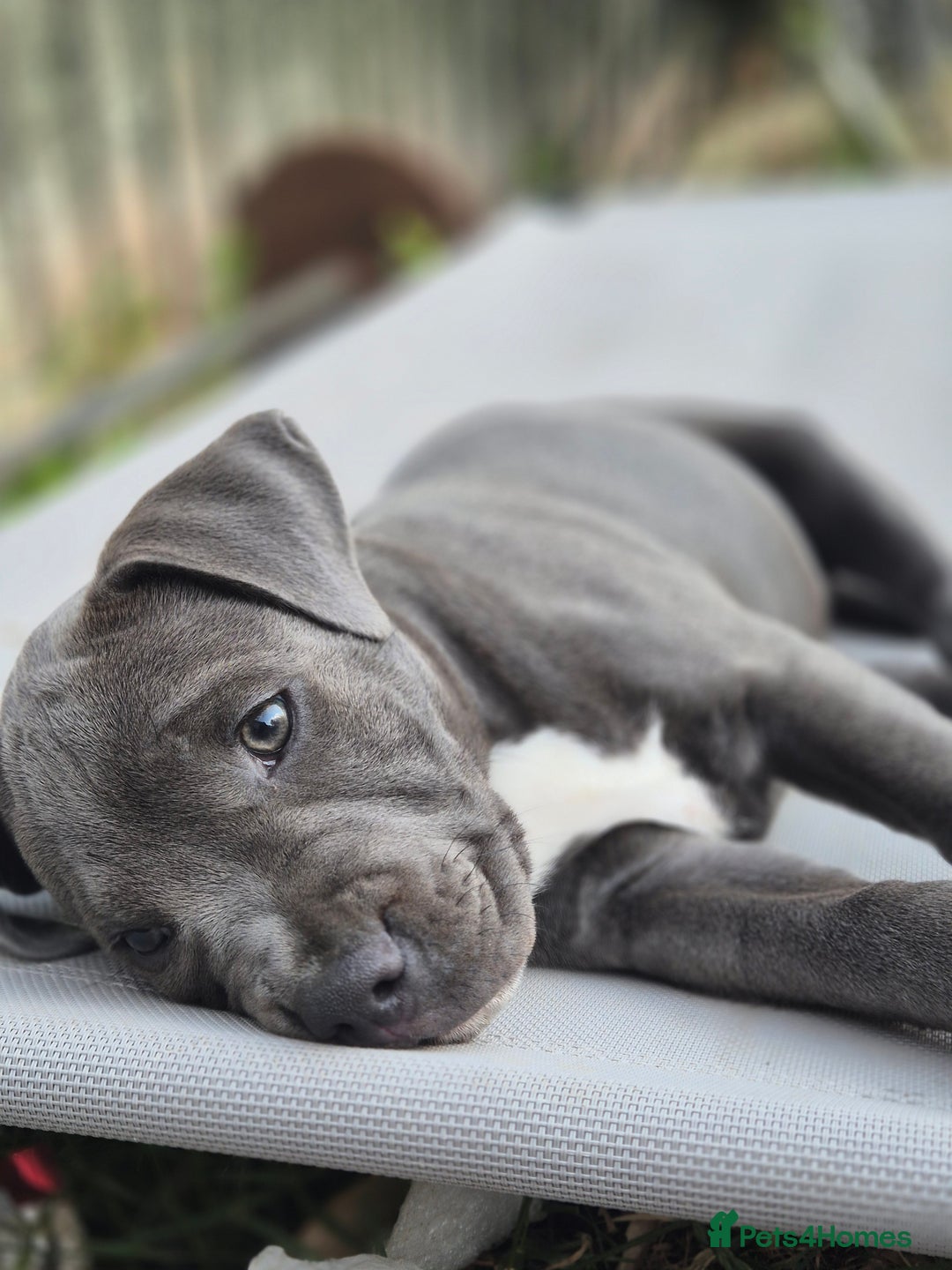 Staffordshire Bull Terrier dogs for sale: **Ready To Leave**KC Blues Champ Blood in Coventry - Image 3