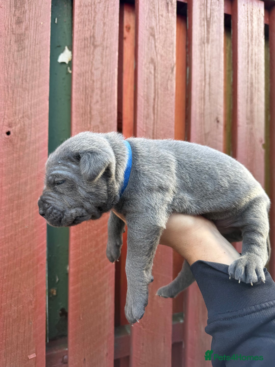 Cane Corso dogs for sale: cane corso pups - Image 24