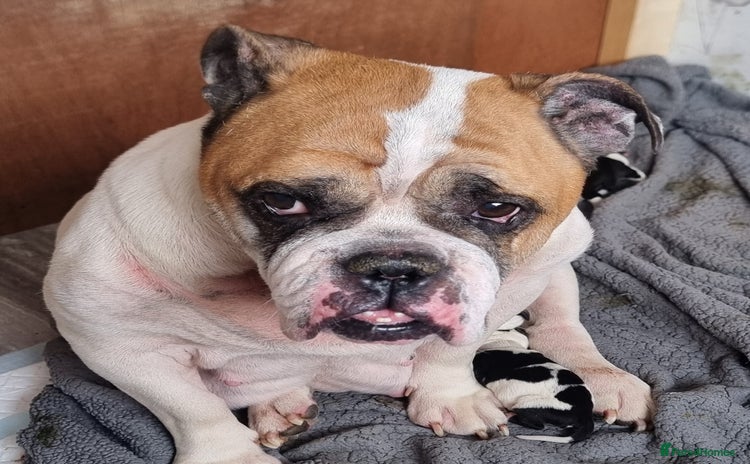 Mixed Breed dogs English bulldog vs English cockerspaniel - Advert 1