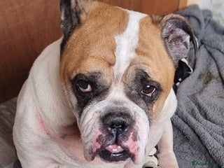 Mixed Breed dogs English bulldog vs English cockerspaniel - Advert 6