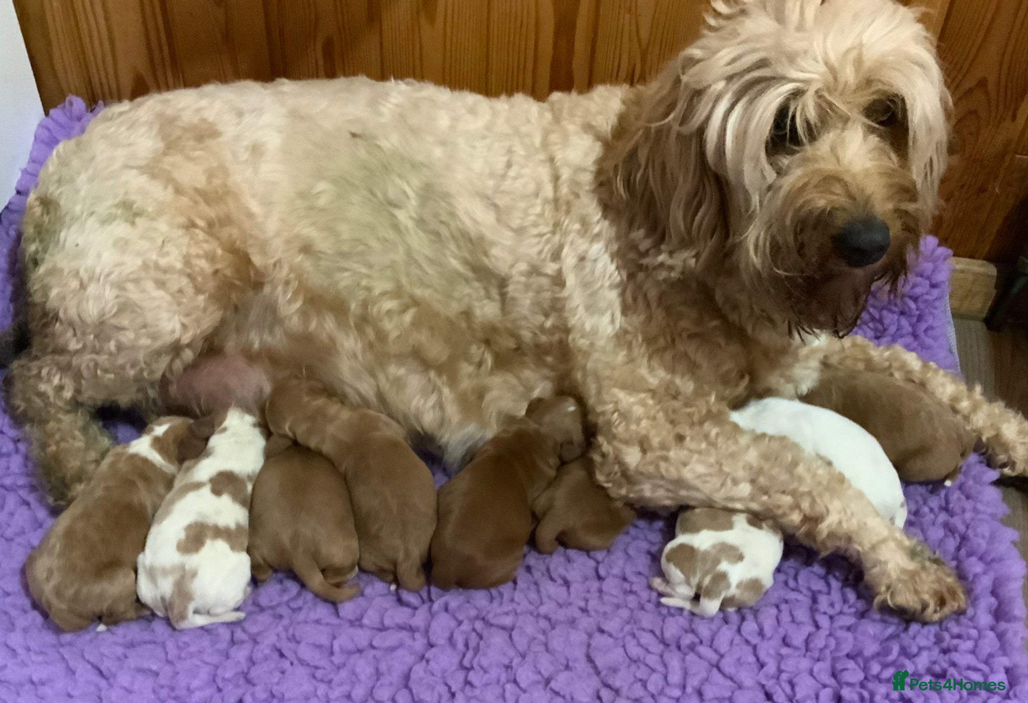 Australian Labradoodle dogs Fully health tested Australian Labradoodle puppies - Advert 1