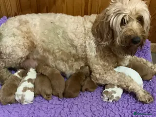 Australian Labradoodle dogs Fully health tested Australian Labradoodle puppies - Advert 1