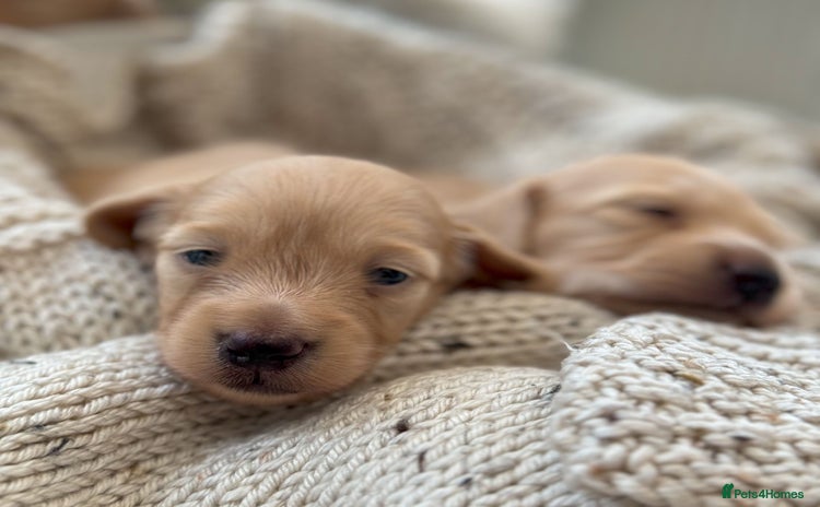 Miniature Dachshund dogs Last two cream boys ready now - Advert 4