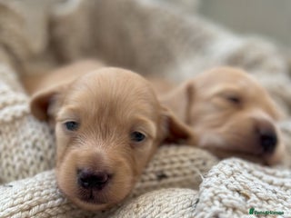 Miniature Dachshund dogs ⭐️⭐⭐️⭐️⭐️Last Two Rare Clear Smooth Cream Boys - Advert 2