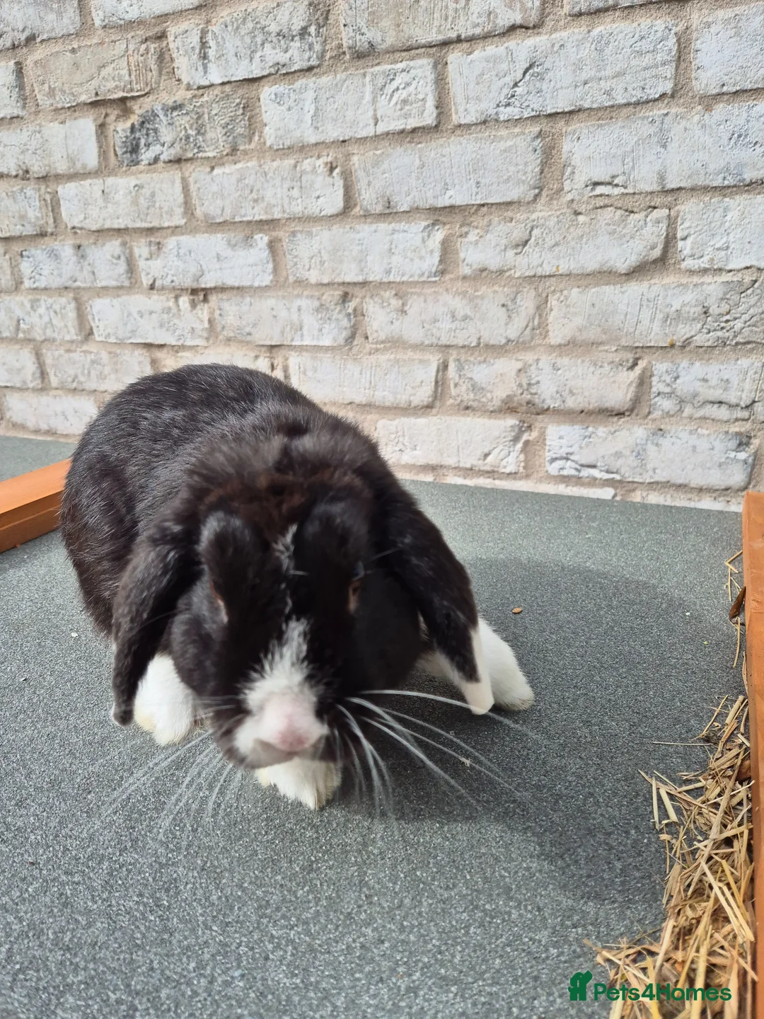 Mini Lop rabbits for sale: Male mini lop mixed breeds rabbit for sale - Advert 6